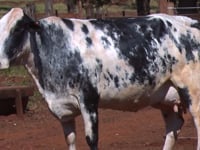 Lote 49