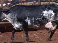 Lote 50