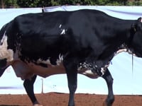 Lote 51
