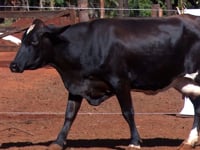 Lote 53