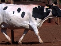 Lote 56