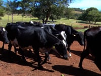 Geral Vacas