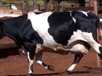 Lote 55