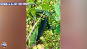 Carried Underwood's Reminder of God's Provision