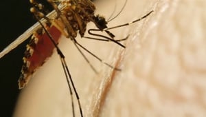 How to Keep the Mosquitos Away