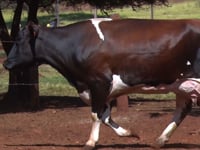 Lote 14