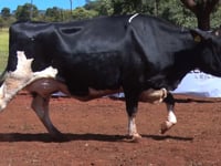 Lote 20