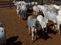Lote 34