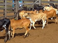 Lote 35