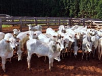 Lote 61