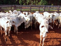Lote 62