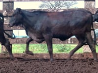 Lote 70