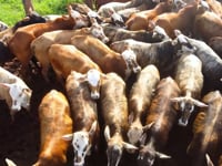 Lote 71