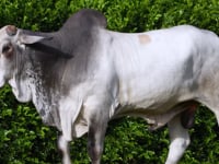 Lote 30
