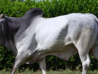 Lote 54