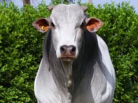 Lote 81