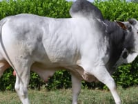 Lote 84