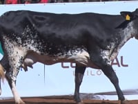 Lote 54
