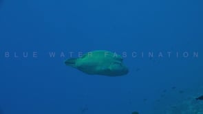 2598_Napoleon Wrasse swimming along coral reef