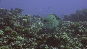 2563_Napoleon Wrasse super close up
