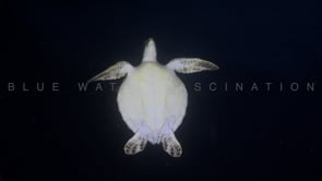 2564_Juvenile Green Turtle swimming in ocean at night