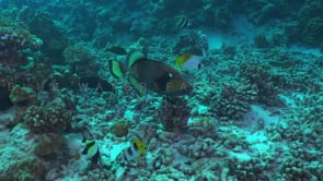 2583_Giant Triggerfish on coral reef