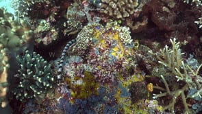 2568_Sea snake close up on coral reef