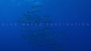 2585_Shoal of Great Barracuda passing in blue ocean