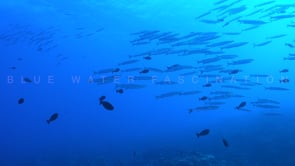 2587_Barracuda Shoal passing over coral reef