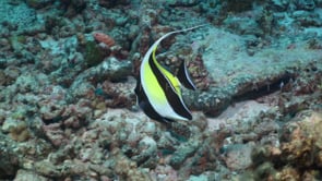 2600_Moorish Idol close up on coral reef