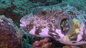 0397_White-spotted Pufferfish super close up