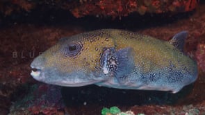 0864_Pufferfish close up on coral reef