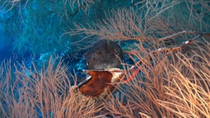 1326_Pufferfish hovering in black coral