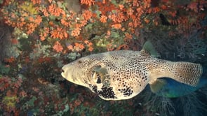1908_Mappa pufferfish close up on coral reef