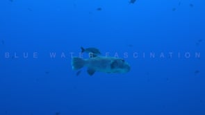 2595_Big starry Pufferfish swimming in blue ocean
