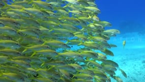 0604_Shoal of yellowfin Goatfish on reef