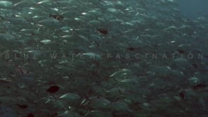 0859_shoal of Jackfish close up
