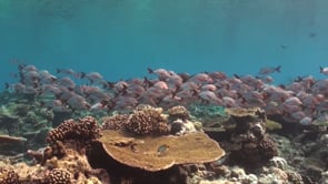 1314_Shoal of red snappers swimming over coral reef