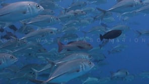 0862_Jackfish close up in blue ocean