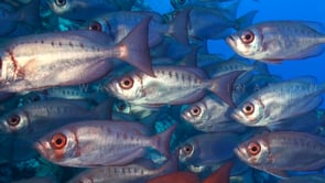 0346_Soldierfish super close up