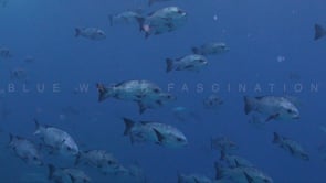 0863_Shoal of black Snapper close up in blue ocean