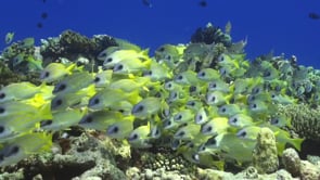 0602_Shoal of blue striped Snapper fish
