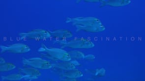 1216_Group of Snapper swimming in blue ocean