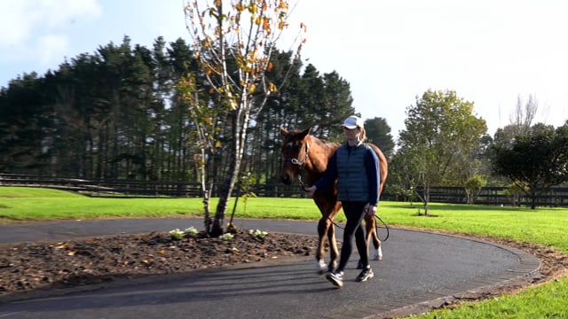 Lot 1