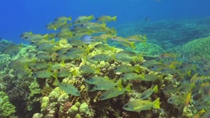 1510_Snappers swimming over coral reef