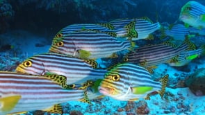 1953_Oriental Sweetlips close up