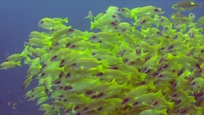 1590_Yellow Snappers super close up on coral reef