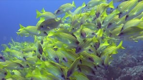 1592_Bluestripe Snapper close up on coral reef
