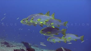 1943_Oriental Sweetlips and reef fishes