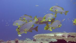 1945_Oriental sweetlips hovering over table coral